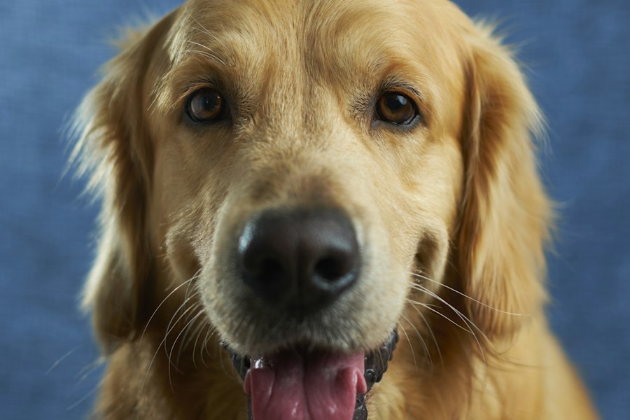 Gros plan d'un golden retriever souriant, prêt pour sa gamelle maison